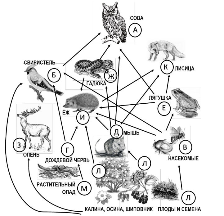 ОГЭ / Биология / 19-21 задания (24) / 34 изображение 1