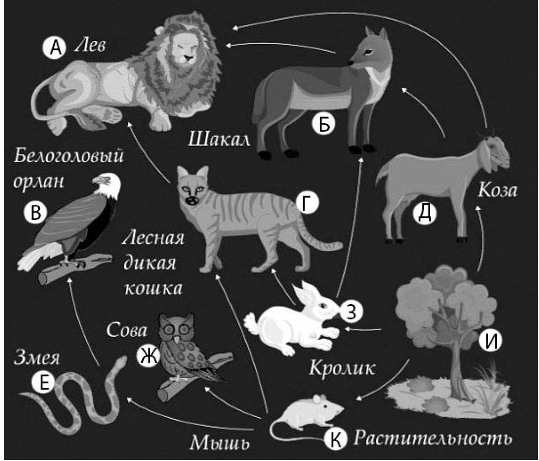 Изучите фрагмент экосистемы леса представленный на рисунке и выполните задания