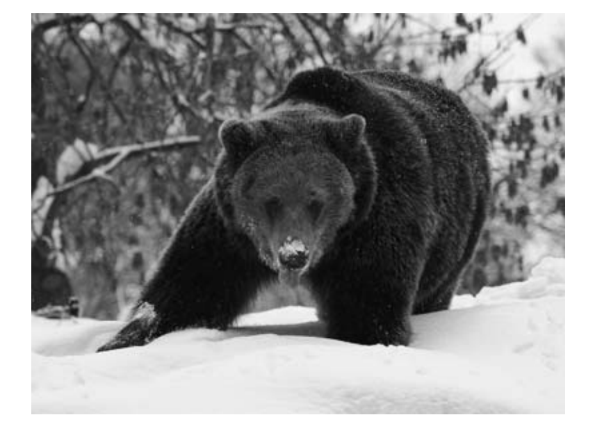 Какую среду освоил медведь. Какую среду обитания освоил медведь. Строение медведя. Какие отношения складываются между волком и медведем в природе. Какую среду обитания освоили волк.