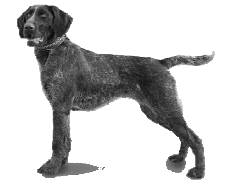Рассмотрите фотографию собаки породы немецкий дратхаар. Стандарт породы профиль. Тибетский терьер окрас шерсти форма ушей форма хвоста биология.