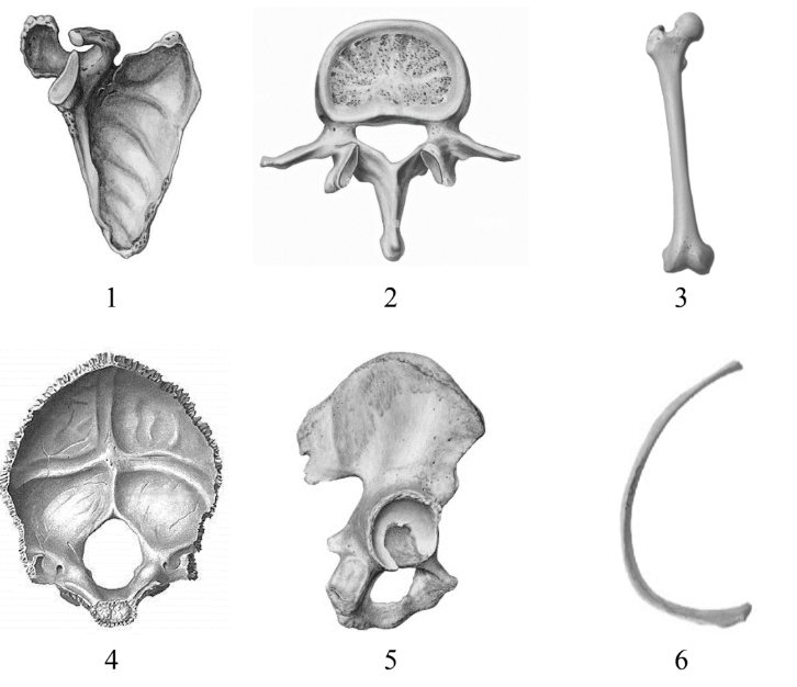 ЕГЭ / Биология / 13-14 задание (24) / 39 изображение 1