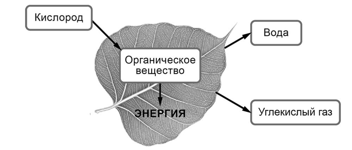 ВПР / Биология / 6 класс / 01 задание / 07 изображение 1