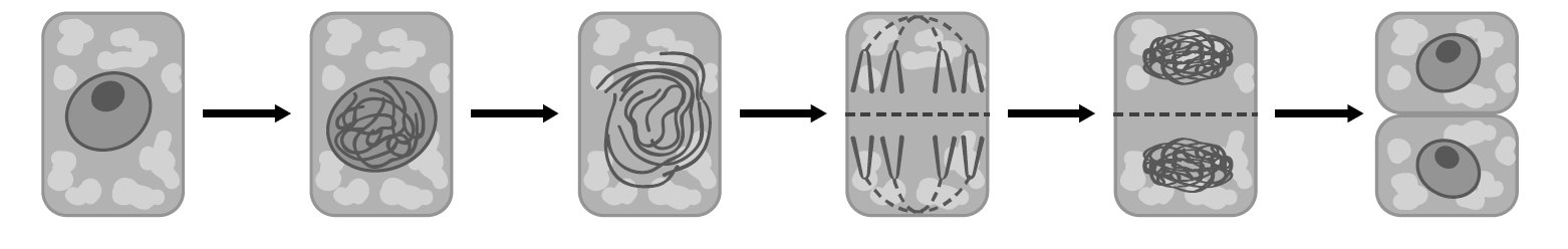 Деление клетки рисунок ВПР. Процесс жизнедеятельности растений ВПР. На представленном ниже рисунке. Схемы одних из процессов жизнедеятельности. Решу впр биология 6кл 2024