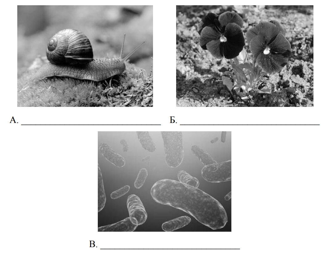 Вирусы грибы растения объединены общим признаком. ВПР 5 класс биология бактерии. ВПР 5 класс биология бактерии грибы животные. Бактерии из ВПР по биологии. ВПР биология 5 класс.