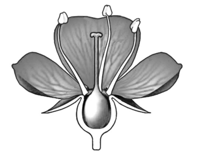 ВПР / Биология / 6 класс / 04 задание / 133 изображение 1