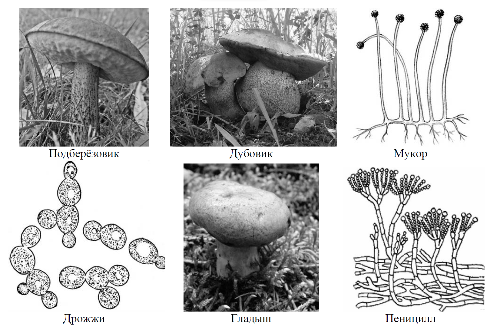 Какое название позволило разделить грибы. Основания для деления грибов. Основание разделения грибов. Две группы грибов.