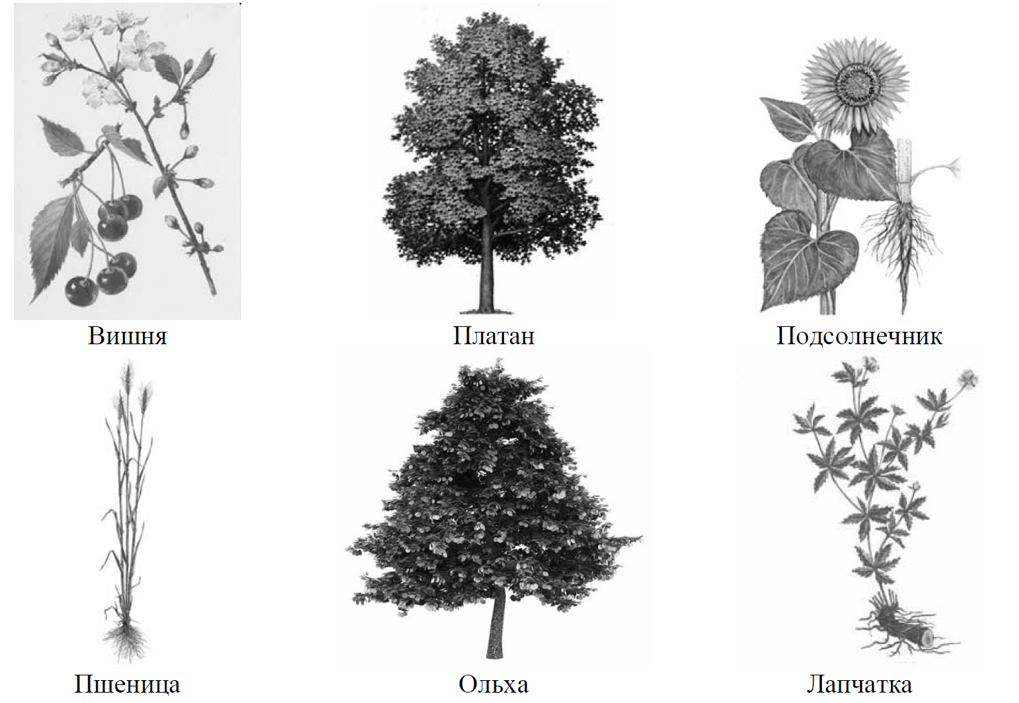 Рассмотри изображения шести представителей мира растений
