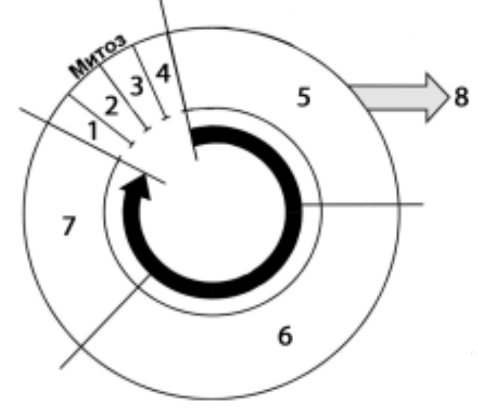 ЕГЭ / Биология / 05-06 задание / 49 изображение 1