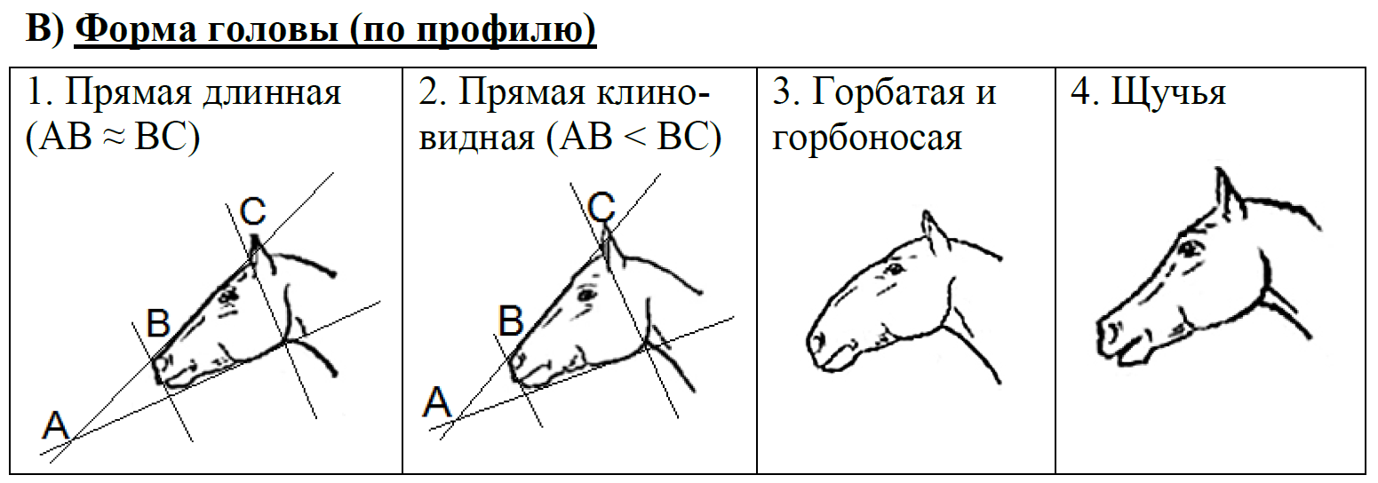 Кошка 13 задание огэ. ОГЭ биология лошадь. ОГЭ биология задания. ОГЭ по биологии 13 задание лошадь. Задания по биологии про лошадей.