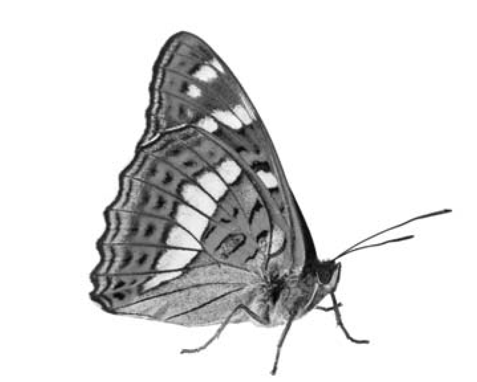Ленточник бабочка виды. Тип окраски ленточника. Бабочка ленточник Тополевый рисунок для детей карандашом.
