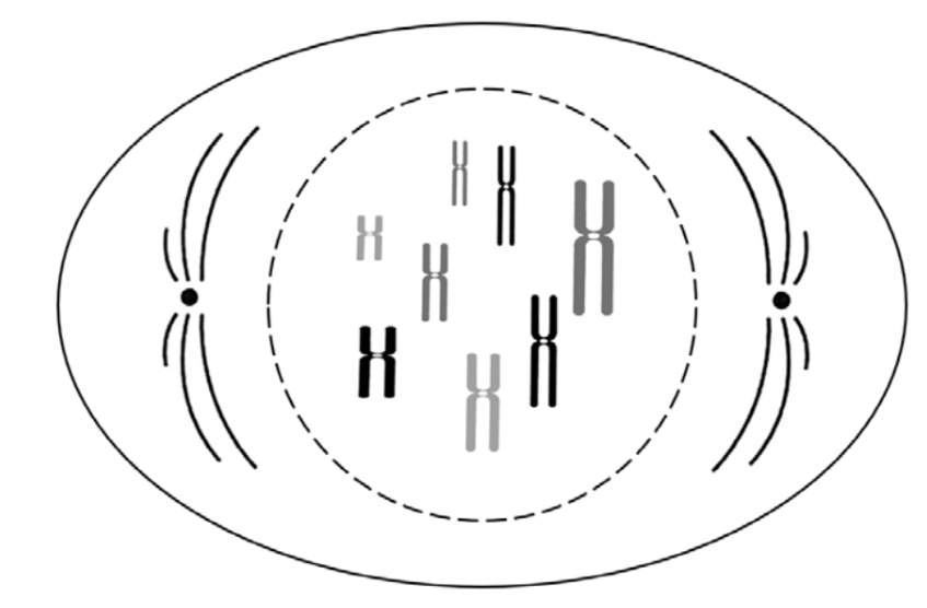 ЕГЭ / Биология / 24 задание (24) / 10 изображение 1