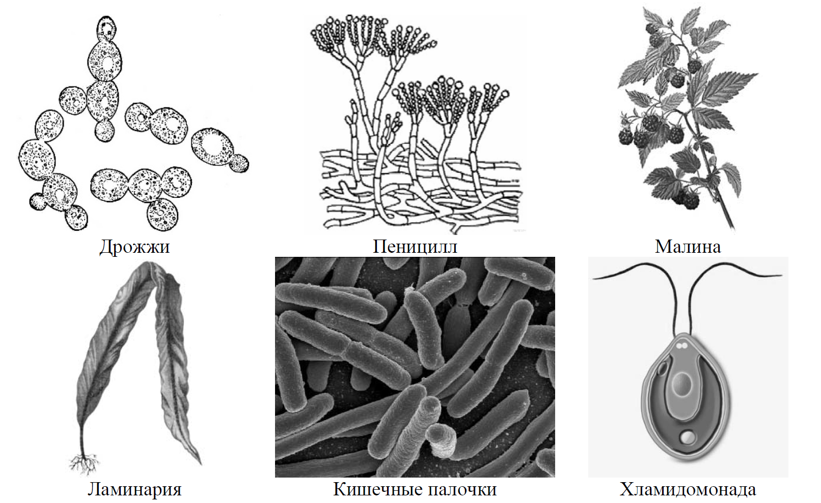 Впр по биологии 7 класс 2024г растения. Дрожжи пеницилл малина ламинария кишечные палочки хламидомонада. Рассмотрите изображение шести организмов предложите. Рассмотрите изображение 6 организмов. Рассмотрите изображение шести организмов предложите основание.