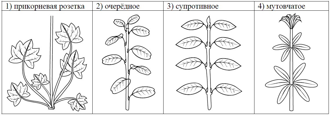 ВПР / Биология / 6 класс / 05 задание / 45 изображение 4