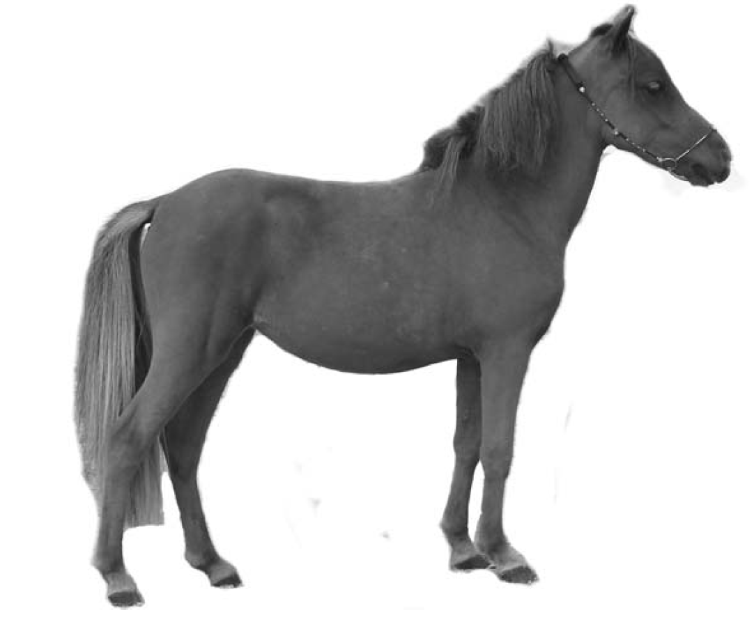 Рассмотрите фотографию коричневой лошади с черными. Бурая лошадь. Кобыла коричневая в полный рост. Коричневый конь в психологии. Рассмотрите фотографию темно-коричневой лошади.