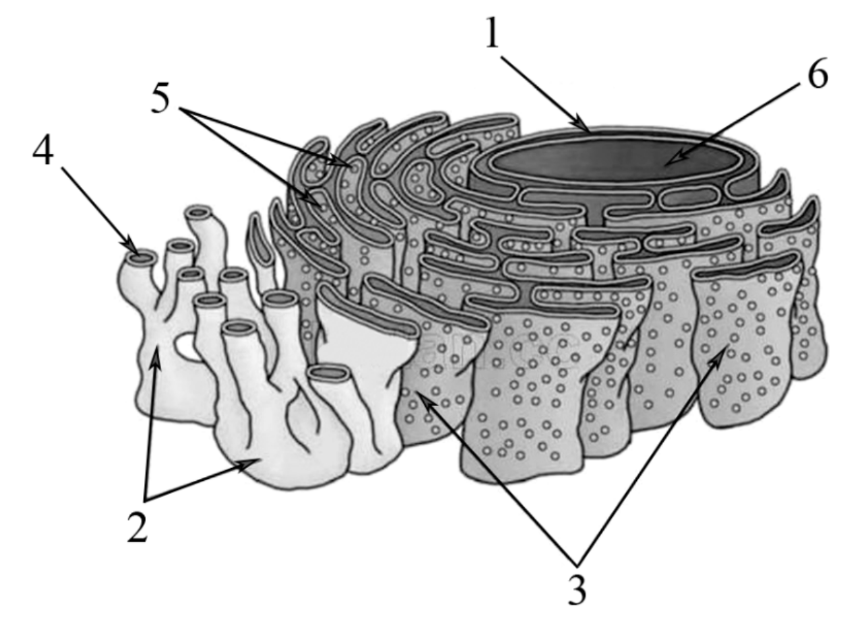 ЕГЭ / Биология / 05-06 задание (24) / 65 изображение 1