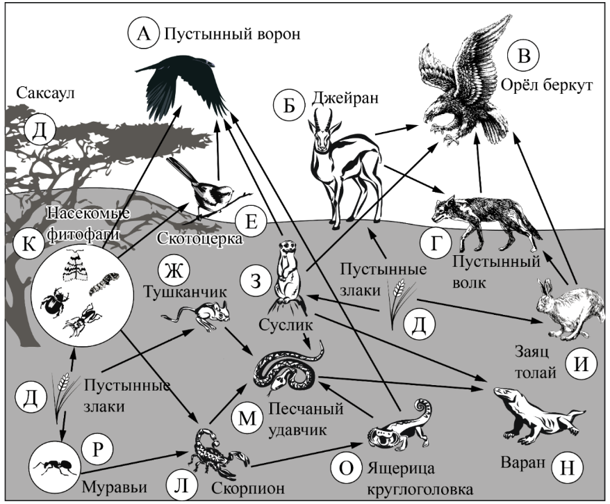 ОГЭ / Биология / 19-21 задания (24) / 33 изображение 1