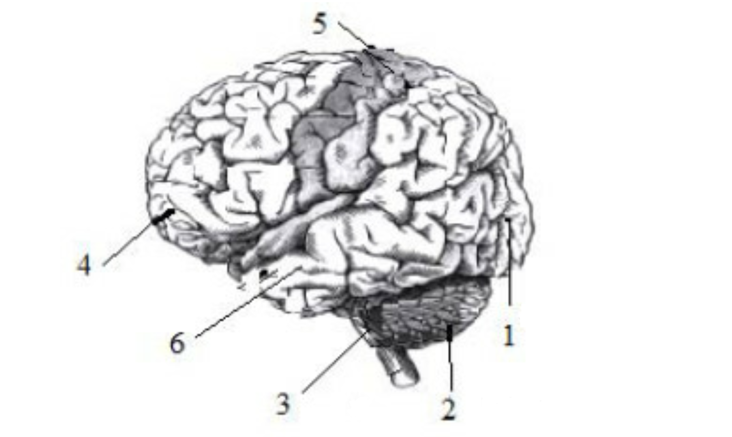 Тест мозга 4. Головной мозг рисунок с подписями. Выберите три верно обозначенные подписи к рисунку головного мозга. Головной мозг нарисовать. Три верно обозначенные подписи к рисунку строение головного мозга.