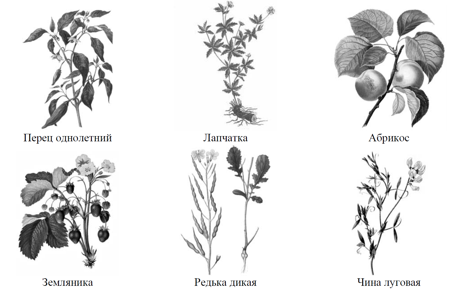 Рассмотрите изображения шести представителей мира растений