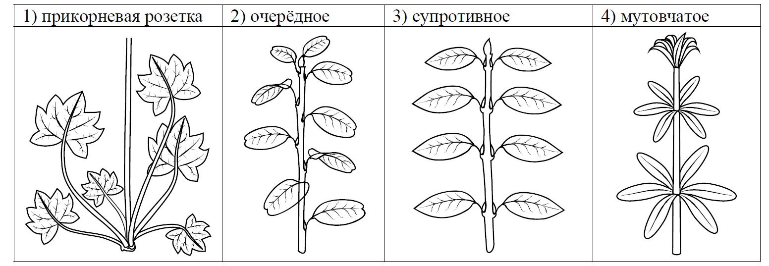 ВПР / Биология / 6 класс / 05 задание / 77 изображение 4