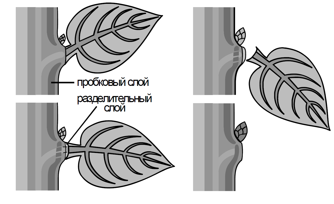 На представленном ниже рисунке зафиксирован один из процессов жизнедеятельности растений рассмотрите