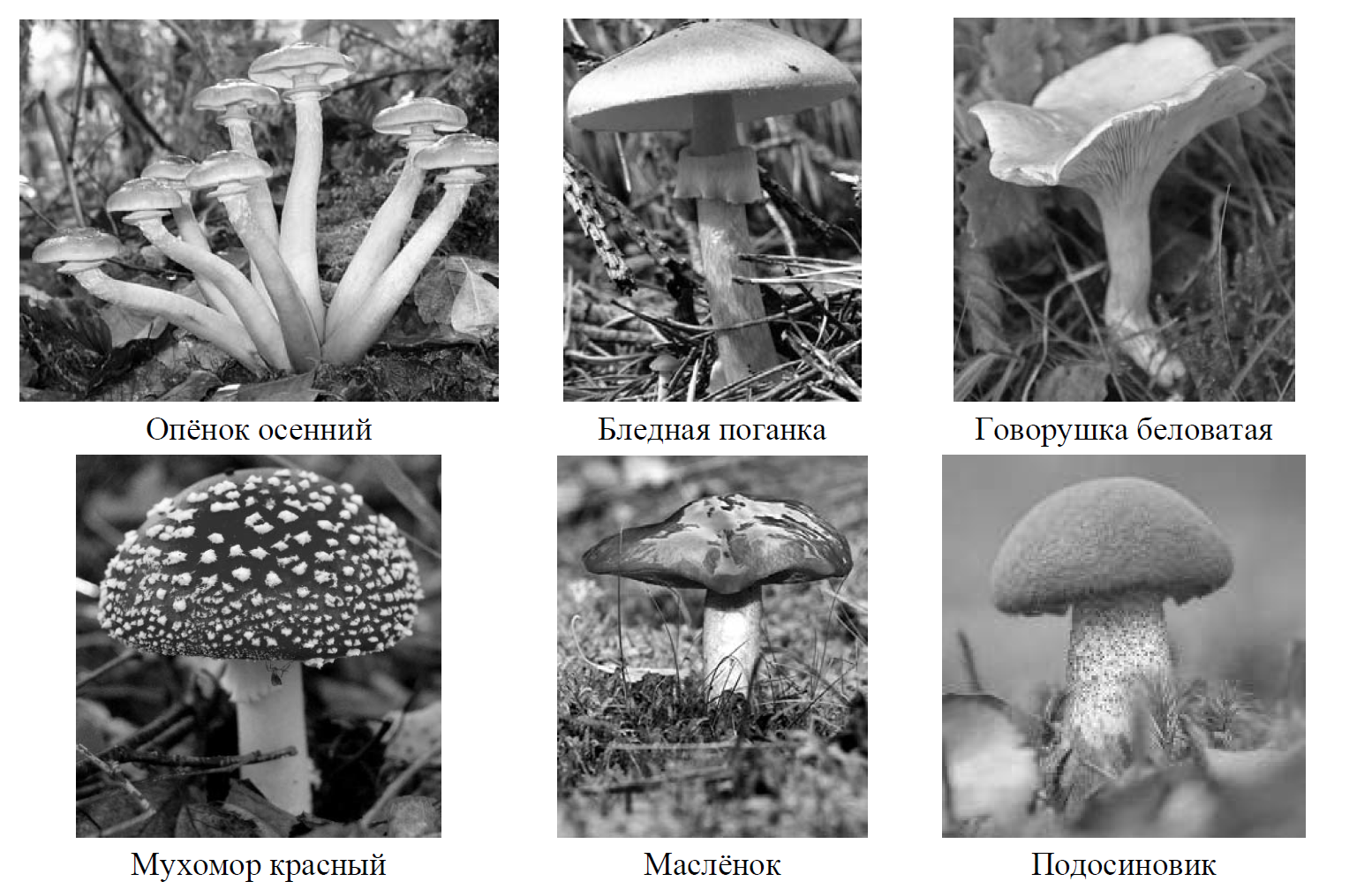 Какой тип питания характерен для шампиньона августовского. Группы грибов. Сумчатые грибы ВПР. Грибы можно разделить на 7 классов.