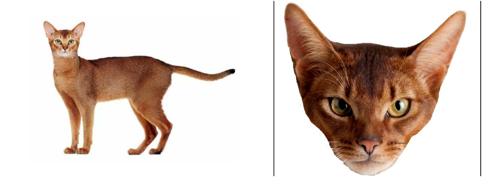 ОГЭ / Биология / 13 задание (24) / 50 изображение 1