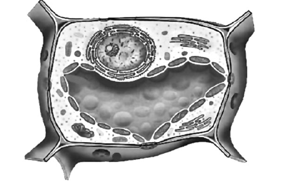 ВПР / Биология / 6 класс / 04 задание / 140 изображение 1