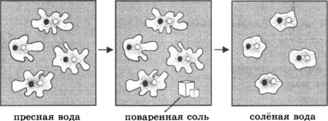 Экспериментатор поместил кристалл соли в каплю воды с живыми амебами изображенном на рисунке опыте