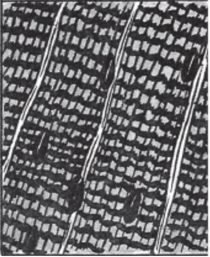 ЕГЭ / Биология / 15 задание / 116