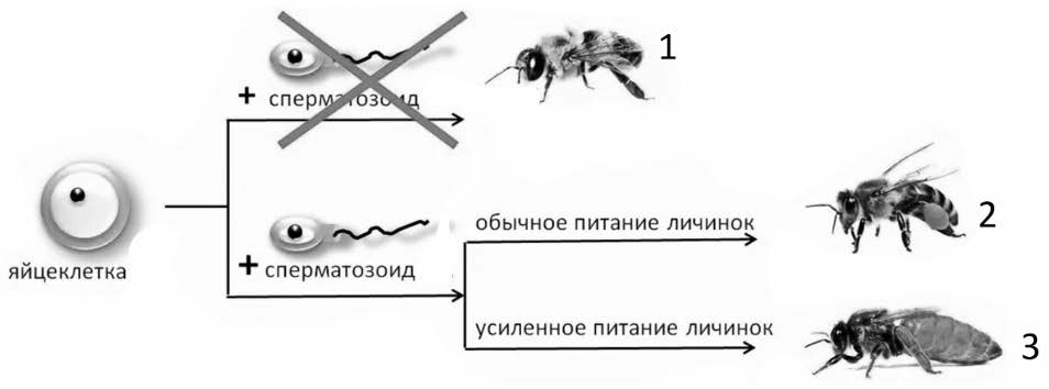 На рисунке изображен способ образования разных групп медоносных пчел в улье какие