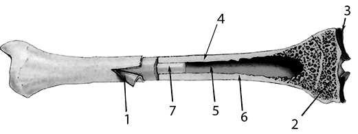 ЕГЭ / Биология / 13-14 задание / 31