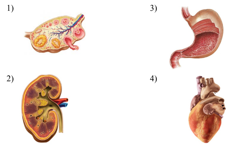 ОГЭ / Биология / 14 задание (24) / 37 изображение 1