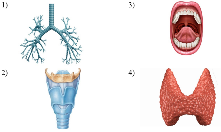 ОГЭ / Биология / 14 задание (24) / 34 изображение 1