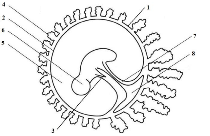 ЕГЭ / Биология / 05-06 задание (24) / 63 изображение 1