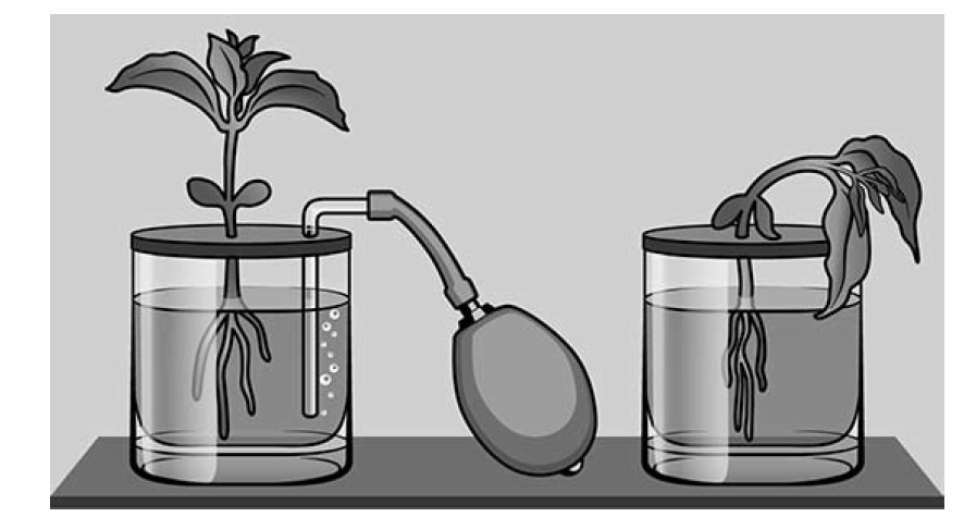 Опыты с растениями. Опыт в два одинаковых сосуда нальем воду в которой. Сосуд с водой рисунок. Опыт 1 в 2 одинаковых сосуда нальем воду.