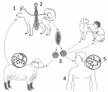 ВПР / Биология / 8 класс / 06 задание / 47 изображение 1