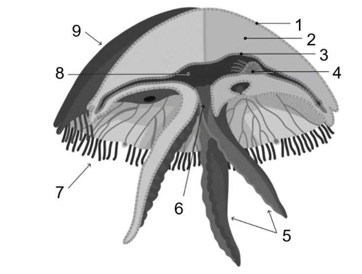 ЕГЭ / Биология / 09-10 задание (24) / 42 изображение 1