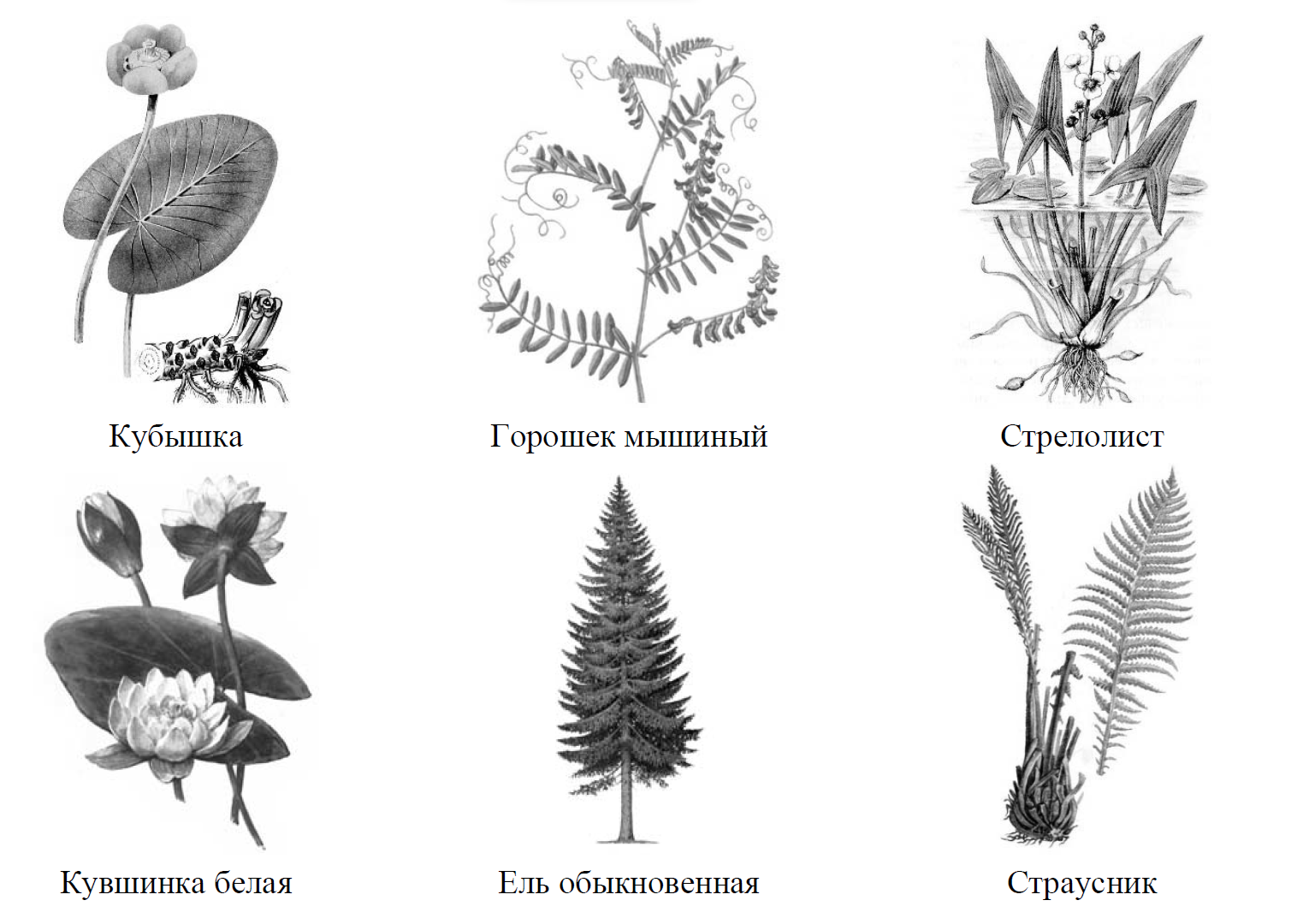 Рассмотрите изображения шести представителей мира растений