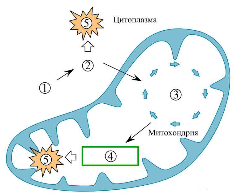 Каким номером на рисунке обозначена молекула атф