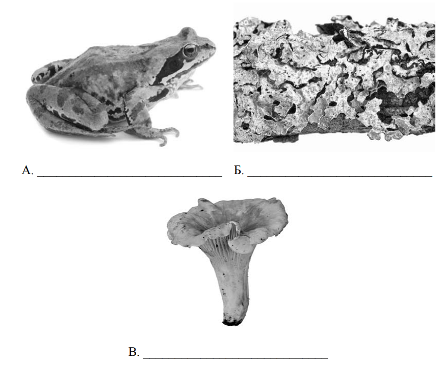 Рассмотрите фотографии с изображением представителей различных объектов природы впр ответы 5 класс