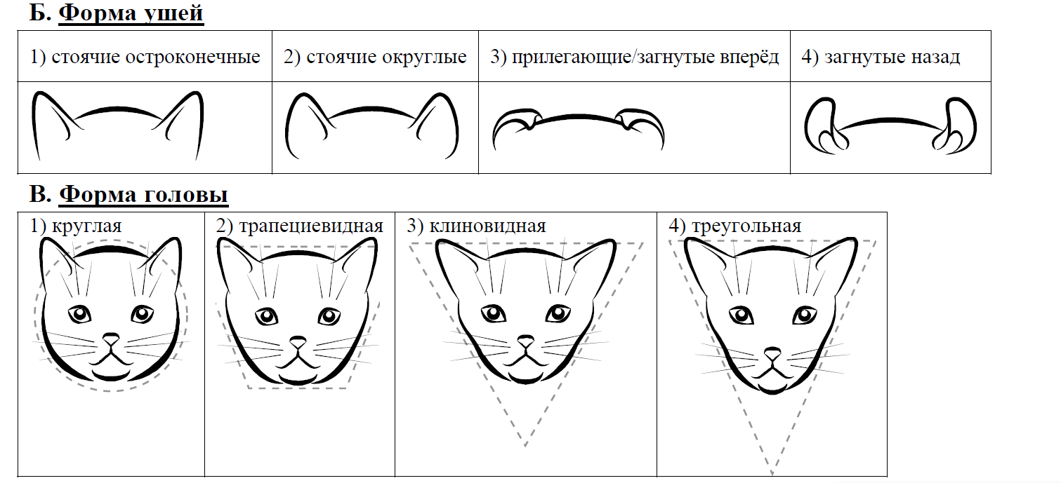 Выберите характеристики соответствующие внешнему строению кошки по следующему плану окрас шерсти впр