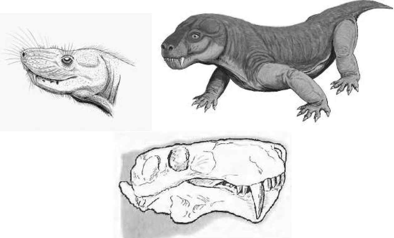 На рисунках изображены череп и реконструкция животного жившего около 270 млн лет назад используя