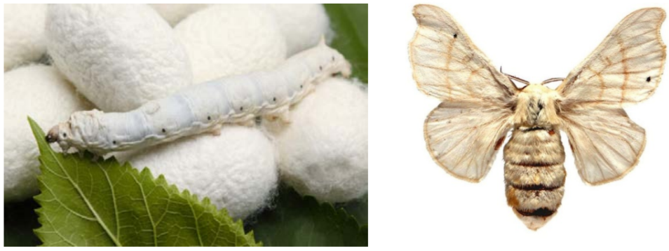 ОГЭ / Биология / 22 задание (24) / 59 изображение 1