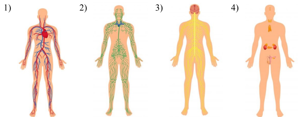 ОГЭ / Биология / 14 задание (24) / 38 изображение 1