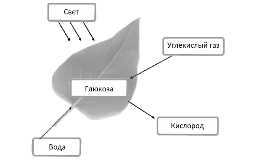 ВПР / Биология / 6 класс / 01 задание / 58