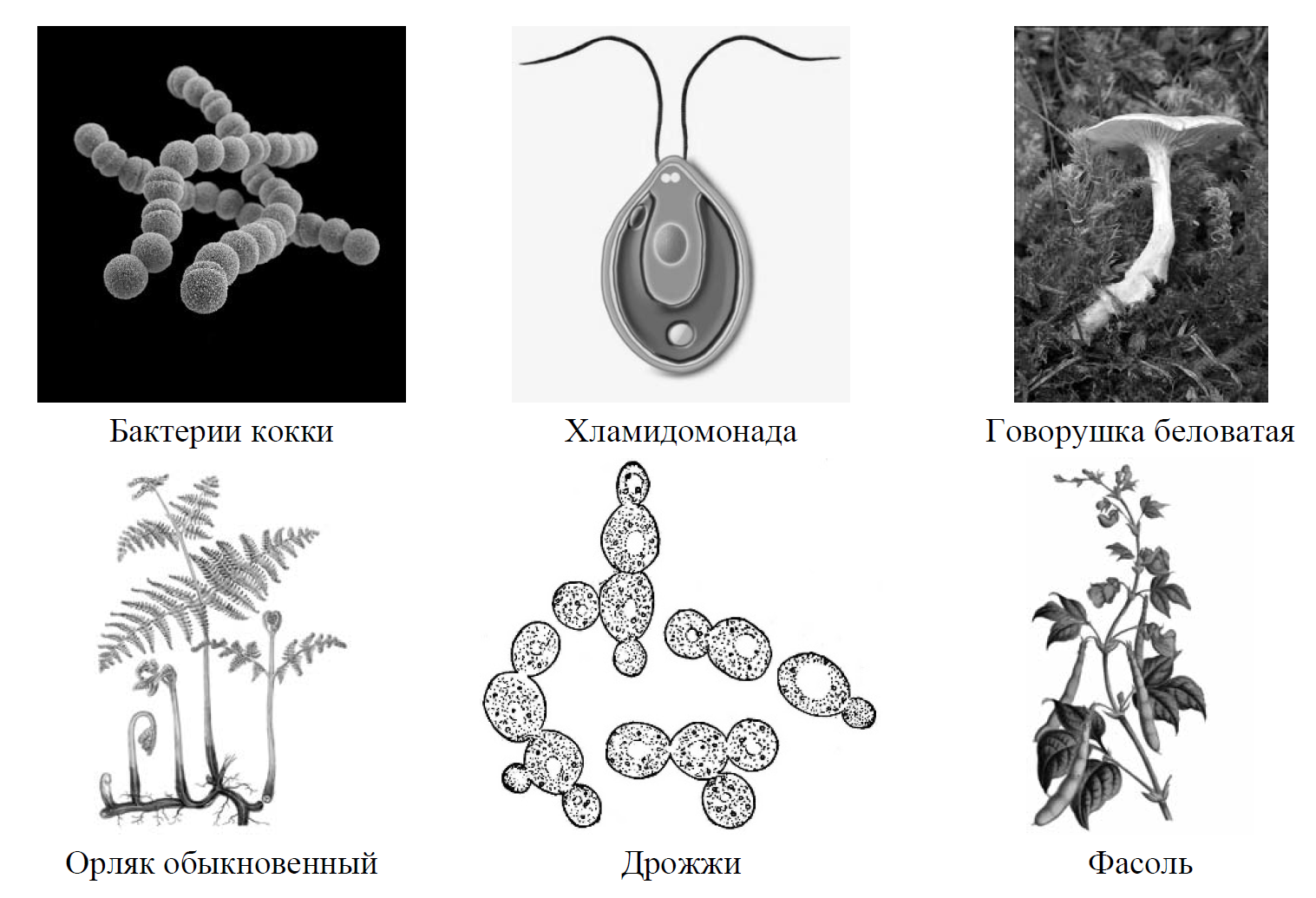 Рассмотрите изображение шести организмов. Сумчатые грибы ВПР. Рассмотрите изображение шести организмов предложите. Бактерии грибы животные ВПР. Рассмотрите изображение шести организмов впр