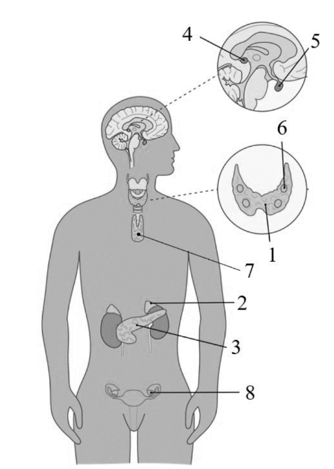 ЕГЭ / Биология / 13-14 задание (24) / 42 изображение 1