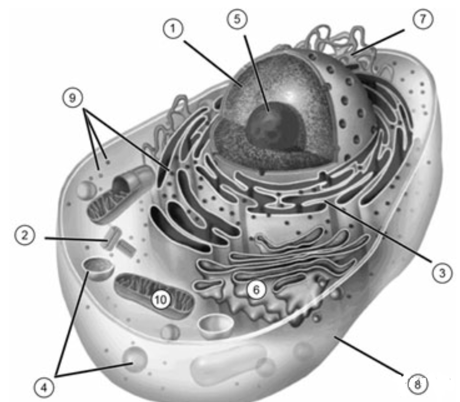 Органоиды клетки рисунок обозначенные цифрами. Элементарное строение клетки. Строение клетки кошки. Строение круглой клетки. Строение клетки по цифрам.