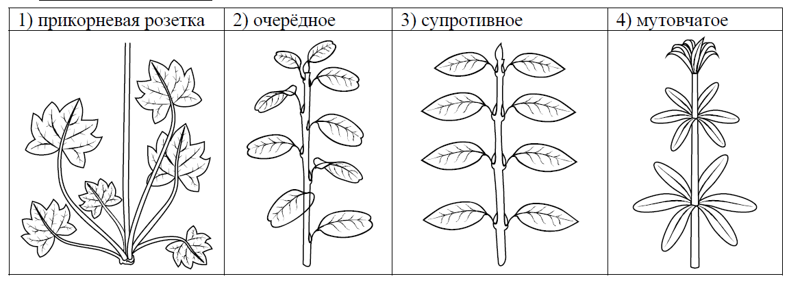 ВПР / Биология / 6 класс / 05 задание / 24 изображение 4