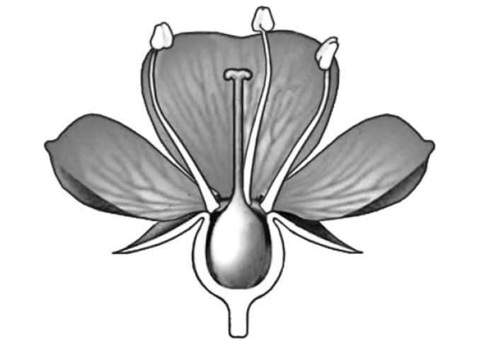 ВПР / Биология / 6 класс / 04 задание / 135 изображение 1